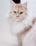 Allergivänlig Sibirisk katt med stamtavla till omplacering