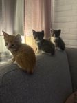 Leveransklara kattungar 