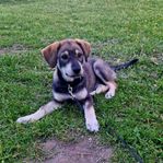 Labrador Malamute valp