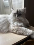Honkatt 