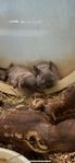 degus 