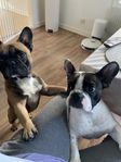 fransk bulldog hane och tik ca 2 år