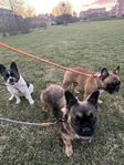 franska bulldogs 1 år gamla säljes akut