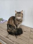Doris