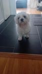 hund