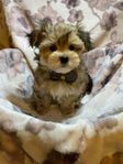 Fantastiska Yorkshireterrier /MalteserBlandras Valpar 
