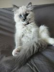Ragdoll kattungar 