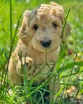 Goldendoodle Valpar