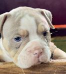 Olde English Bulldog valpar