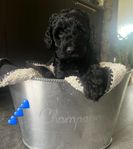 Cavapoo valp (F1b)