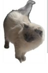 ragdoll