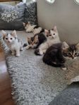 Kattungar