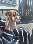 DSG/jack russel tik 8 veckor