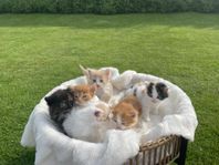Söta Kattungar 
