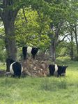 Belted Galloway