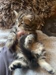 Norsk skogskatt/perser kattungar 
