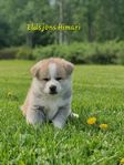 Akita inu valpar
