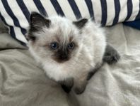 Underbara ragdoll ungar