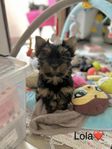 Yorkshireterrier valpar 