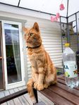 Omplacering katt