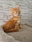 Maine coon kattunge
