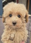 Maltipoo