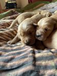 Golden retriver