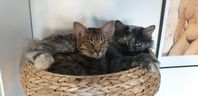 Omplacering ocikatt