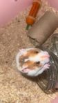 Guldhamster