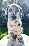 Labradormix valp Tik Kerstin