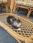 Kattungar 