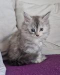kattungar maine coon / chinchilla perser