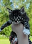 Kattungar