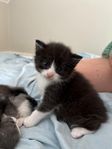 Kattungar leveransklara 14/8