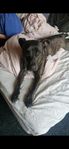 Amstaff valp