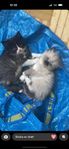 7 stycken uderbara kattungar Ragdoll/himalaya 