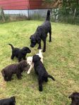 Labradoodlevalpar Lev.klara till Midsommar