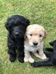 Labradoodlevalpar Lev.klara till Midsommar