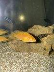 Malawi ciklider