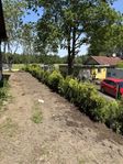 Thuja Brabant