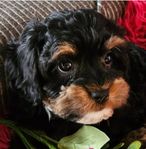 Maltipoo/Cockalier