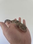 Leopardgecko hona