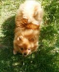 Pomeranian tikvalp
