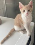 Kattungar