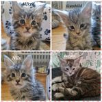 Maine Coon kattungar med stamtavla i Sverak