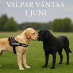 Jaktlabrador valpar 