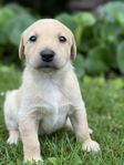Labradorvalpar