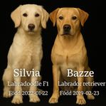 Labradoodlevalpar 