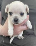 SKK-registrerad chihuahua valp hane