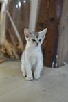Kattungar abessinier